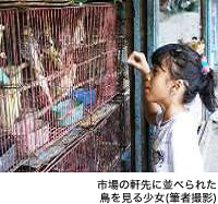 市場の軒先に並べられた鳥を見る少女(筆者撮影)